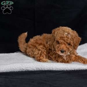 Anthony, Toy Poodle Puppy